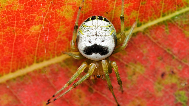 A kidney garden spider on a fall leaf