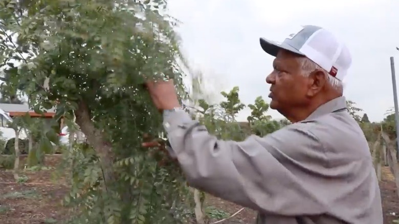 Padma Lakshmi's father next to a curry leaf tree