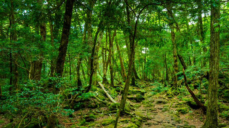 Sea of Trees in Japan