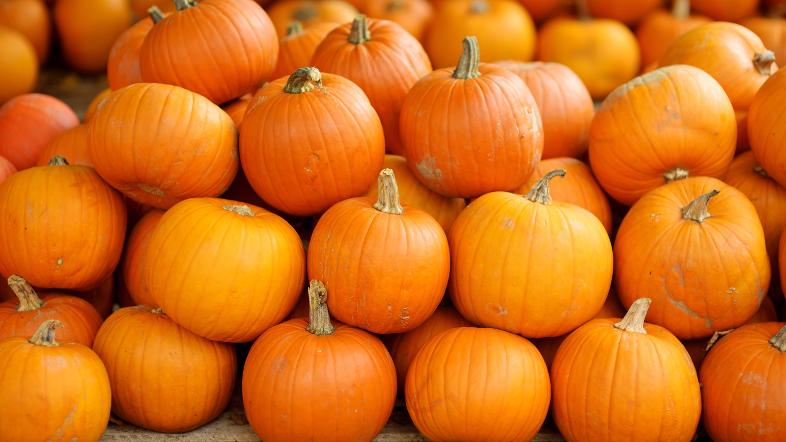 pumpkins-this-size-are-easiest-to-cook-with