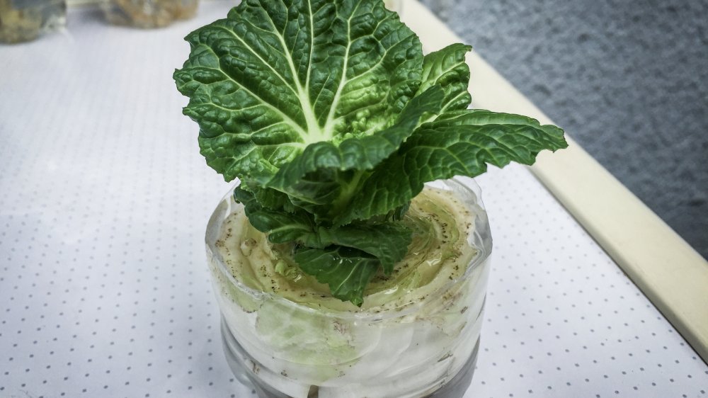 Regrowing romaine lettuce