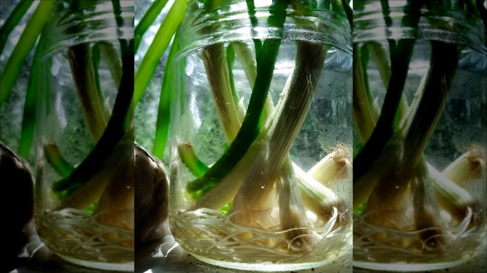 Regrowing green onions