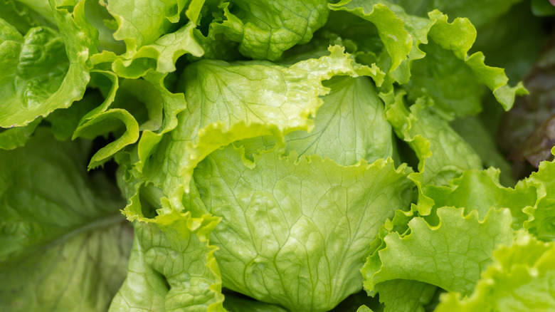 Vibrant green head of iceberg lettuce