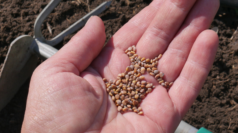 Radish seeds in hand