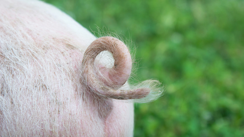 Pig Tail