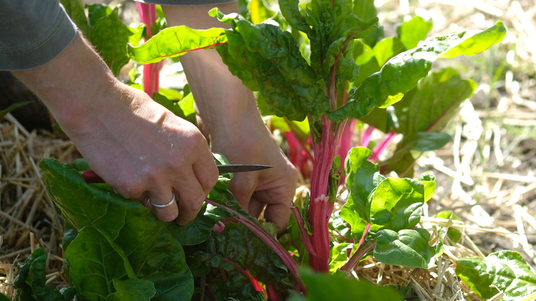 harvesting beet greens