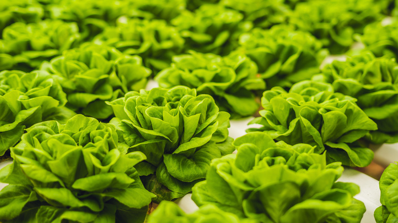 Rows of butter leaf lettuce