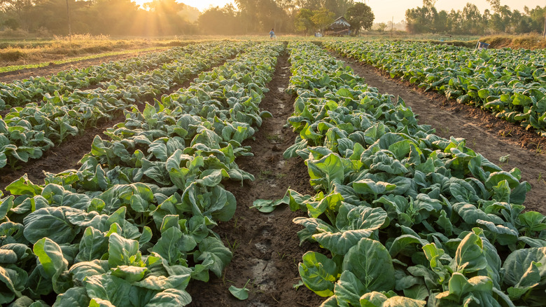 collard greens growing on farm 