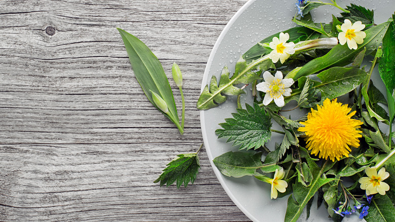 Edible salad of dandelion greens and flowers