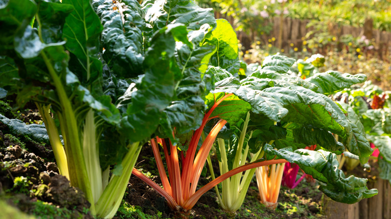 fresh growing swiss and rainbow chard