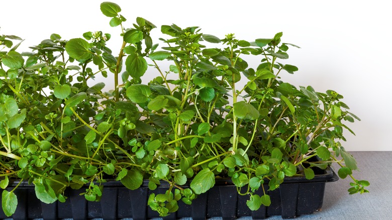 watercress growing in garden containers