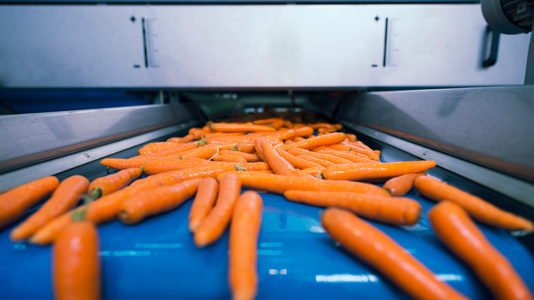 carrots on conveyer belt