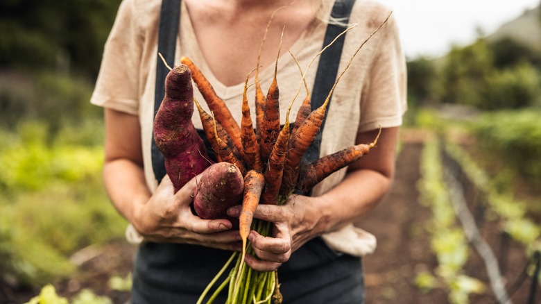 farmer harvesting carrots