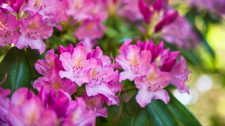 a cluster of rhodedendron flowers