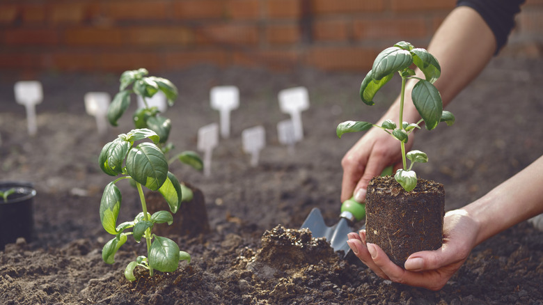 Planting basil in the ground