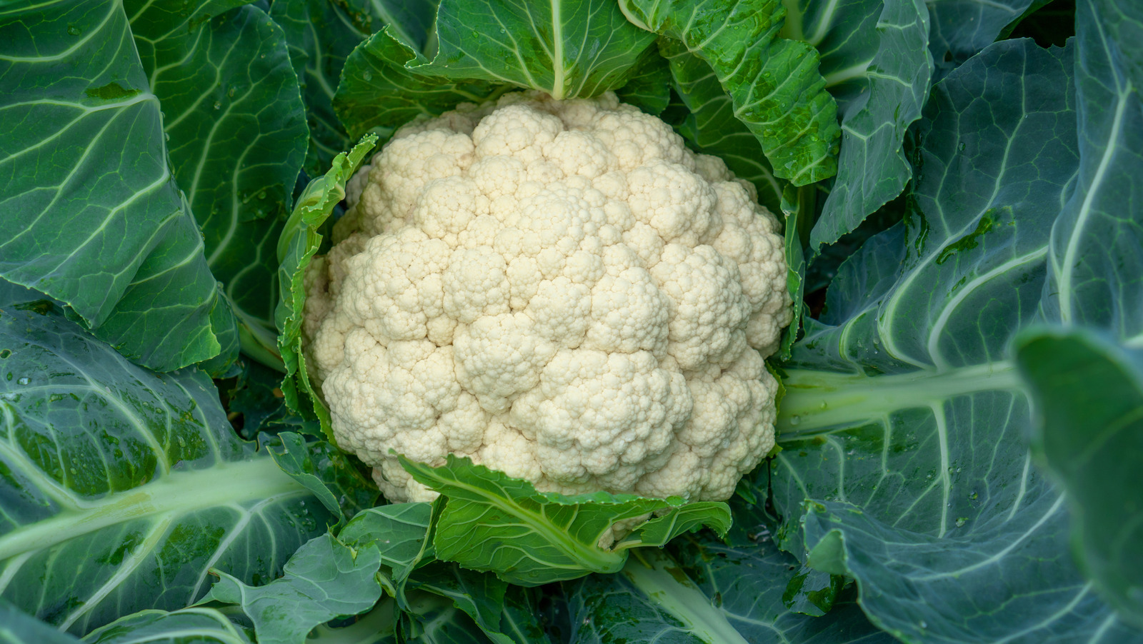 read-this-before-throwing-away-cauliflower-leaves