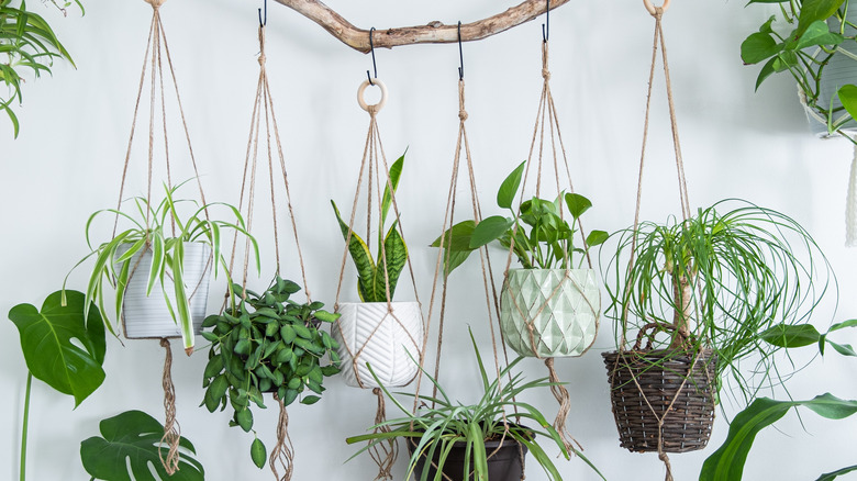 Row of hanging plants on a wood branch