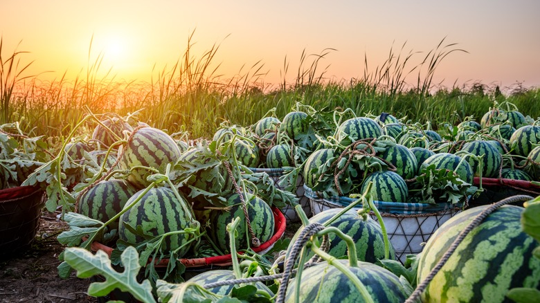 growing watermelons