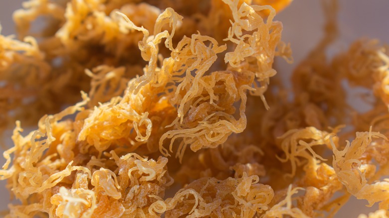 Golden sea moss