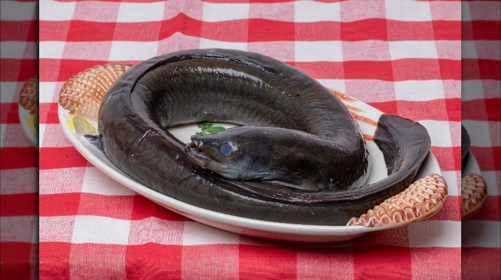 Rhode Island eel 