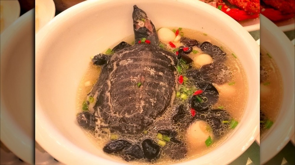 Turtle soup 