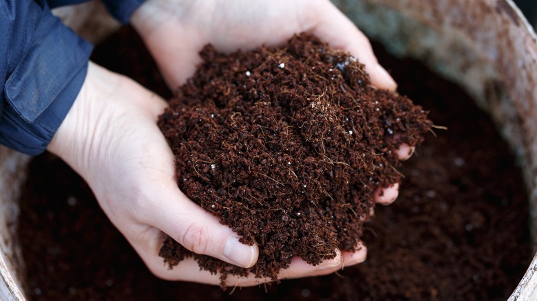 Hands holding dirt over a pot