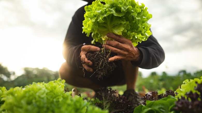 person holding lettuce in a field