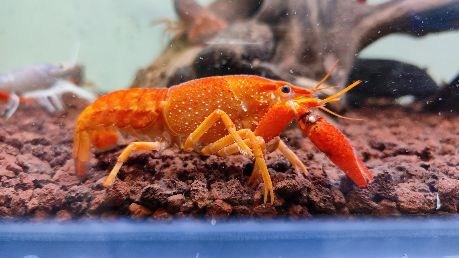 Blue lobsters and other uniquely-pigmented animals: Why it happens