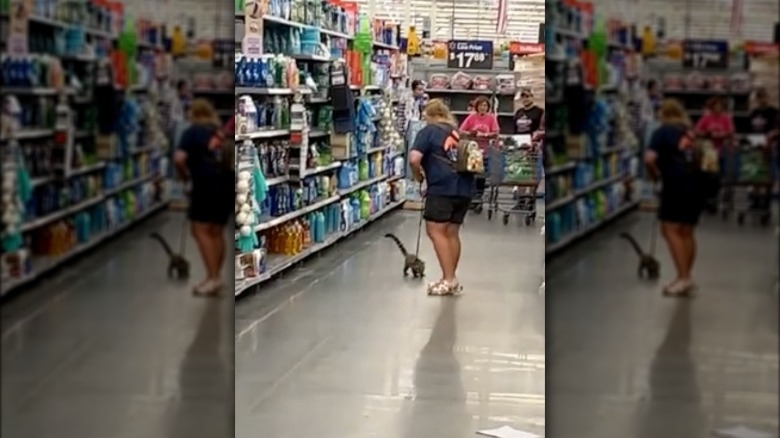 exotic animal in Walmart