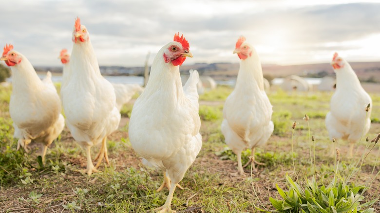 White chickens in fiels