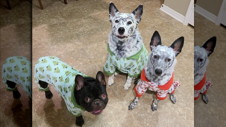 Dogs wearing Aldi's Heart to Tail Holiday Pet Pajamas