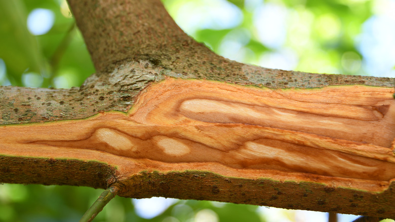 Cinnamon tree trunk