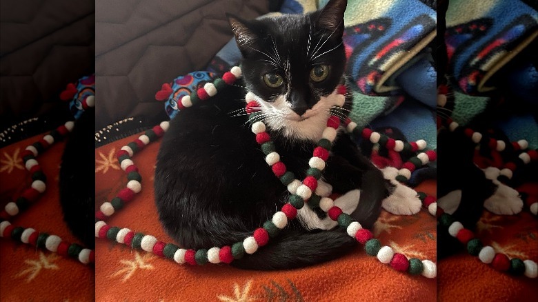 A cat wrapped in Trader Joe's Felted Ball Garland