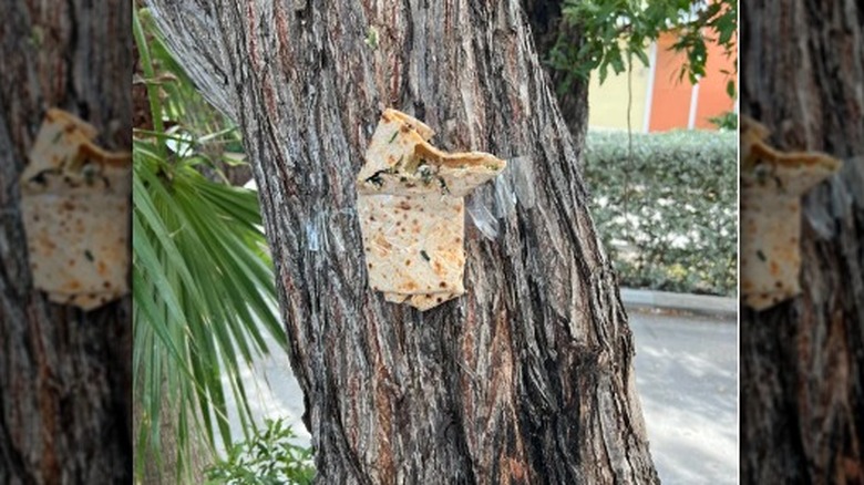 Starbucks Spinach Feta Wrap taped to tree