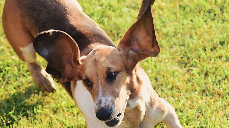 Ree Drummond's dog Walter playing