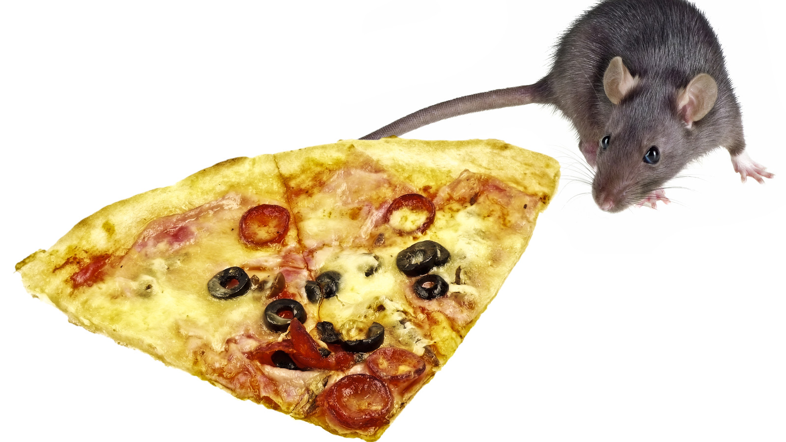 Remember When Pizza Rat Stole Our Hearts   L Intro 1636931243 