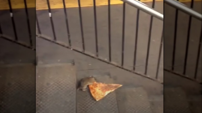 pizza rat