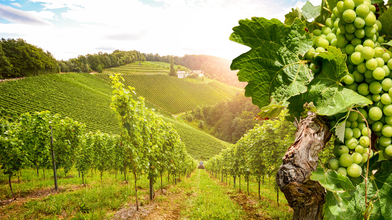 A hillside vineyard