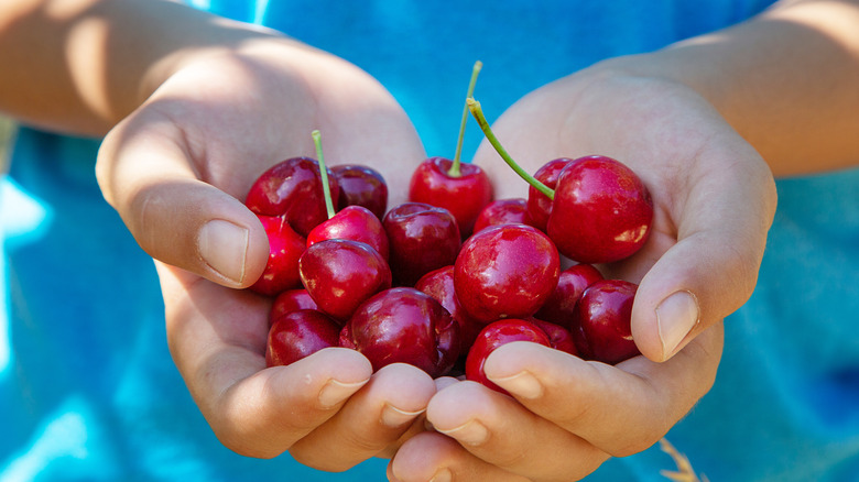 person holding freshly harvested cherries