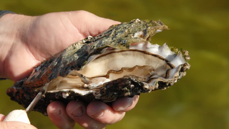 Coffin Bay King oysters