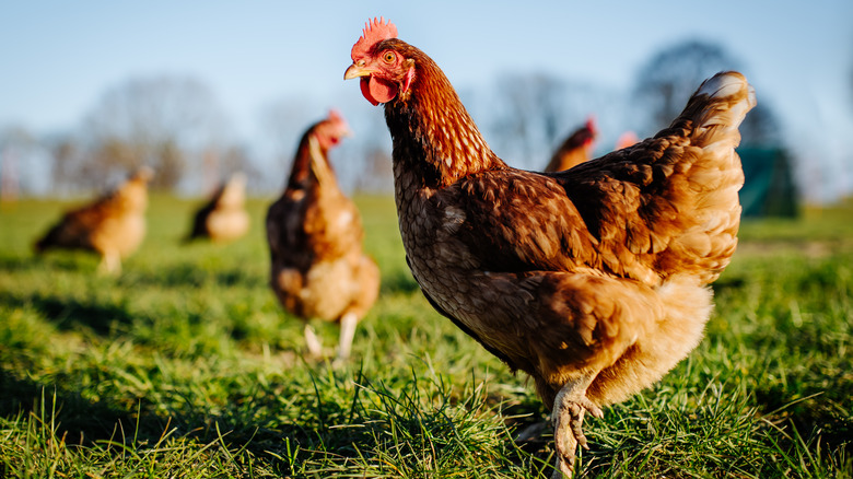 chicken standing in green grass with blue sky