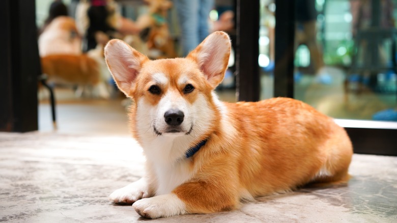 Welsh Corgi