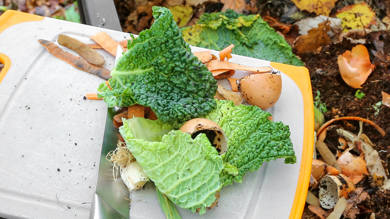 Leftover cabbage being recycled