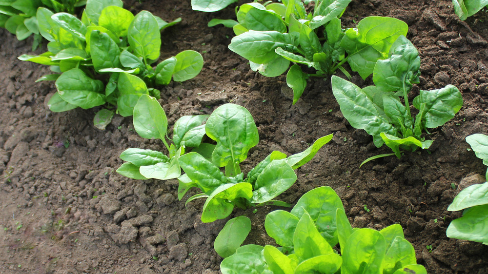 Row of organic spinach