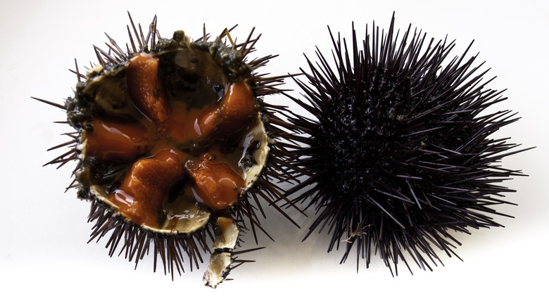 sea urchin