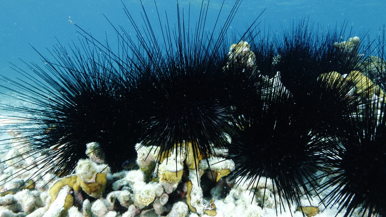 Live sea urchin