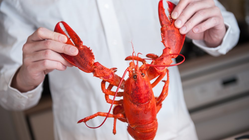 Man holding boiled lobster