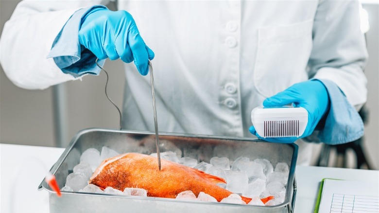 testing fish in a lab