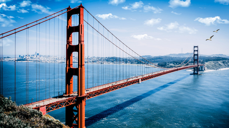 Golden Gate Bridge on a sunny day with seagulls flying overhead