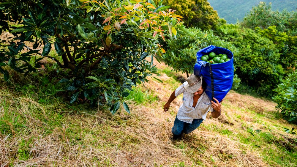 avocado grower